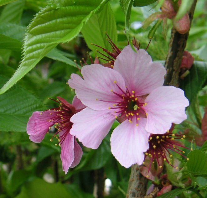 陽光桜:ヨウコウザクラ(桜) 苗木 さくら 苗 サクラ | 日本花卉 陽光桜:ヨウコウザクラ(桜) 苗木 さくら 苗 サクラ | 日本花卉