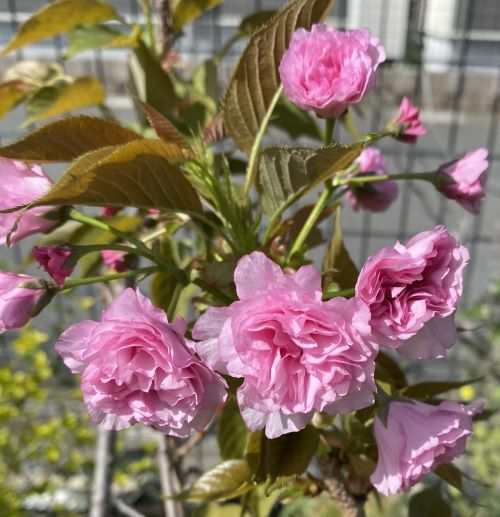 関山桜：カンザン（桜） 苗木 さくら 苗 サクラ | 日本花卉ガーデン