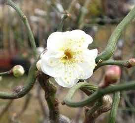 雲竜梅（白花）：ウンリュウバイ（花梅） 8寸ポット植え | 日本花卉