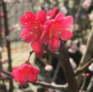 紅千鳥：ベニチドリ（花梅） ハナウメ 苗木 苗 | 日本花卉ガーデン
