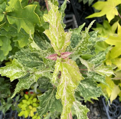 斑入屋久島オナガカエデ 脇坂錦 6寸鉢植え | 日本花卉ガーデンセンター