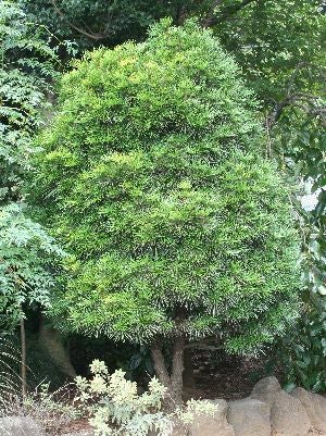 高野槙(こうやまき、高野槇） コウヤマキ 5寸ポット植え | 日本花卉
