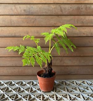 ヒカゲヘゴ（3寸鉢植え） | 日本花卉ガーデンセンター(本店)