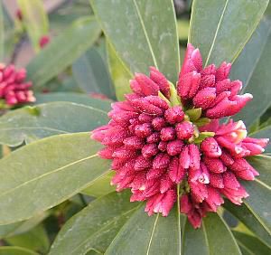 沈丁花　赤１００センチ 沈丁花（ジンチョウゲ） 赤花 （6寸鉢植え） | 日本花卉ガーデン