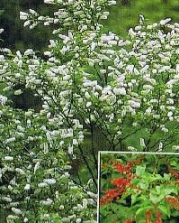 上溝桜：ウワミズザクラ（桜） 苗木 さくら 苗 サクラ 樹高30～50