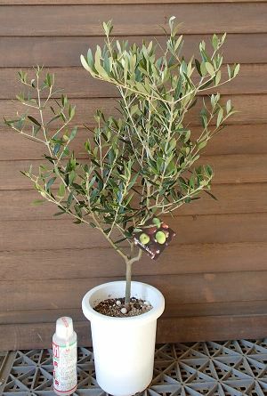 オリーブ（レッチーノ）：果樹苗 5寸鉢植え | 日本花卉ガーデン