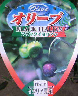オリーブ（ブラックイタリアン）鉢植え：果樹苗 | 日本花卉ガーデン