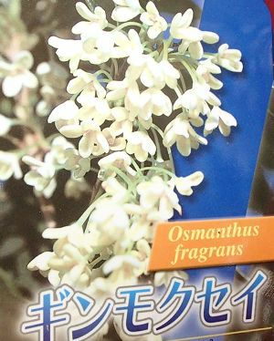 銀モクセイ（ギンモクセイ） 3寸ポット | 日本花卉ガーデンセンター(本店)