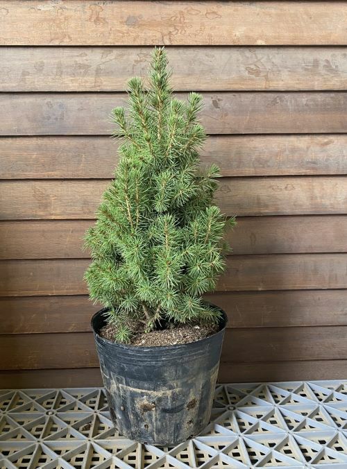 コニカ （カナダトウヒ） 6寸ポット植え ♪可愛いクリスマスツリーに