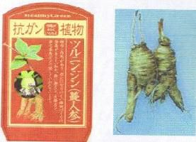 ツルニンジン（蔓人参） | 日本花卉ガーデンセンター(本店)