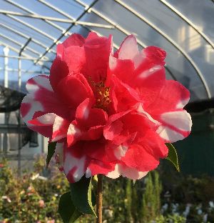 中国雲南唐椿ダーマーノー：椿（ツバキ） 接木苗 | 日本花卉ガーデン