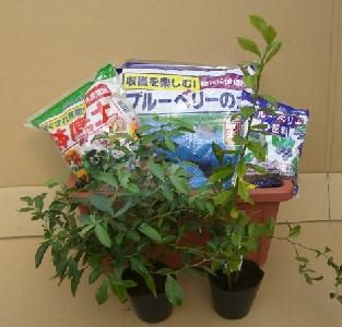 ブルーベリー育成セット（ラビットアイ系2本）：果樹苗 | 日本花卉