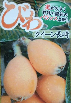 枇杷、ビワ（クィーン長崎）：果樹苗 | 日本花卉ガーデンセンター(本店)