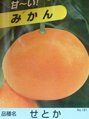せとか（みかん）：果樹苗 PVP商品（種苗法登録品種） 柑橘苗 苗木