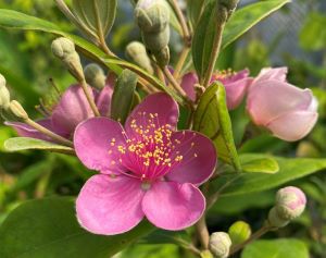 テンニンカ　天人花　苗　花木　観葉植物 ローズアップル（テンニンカ 天人花）：熱帯果樹苗 4寸ポット植え