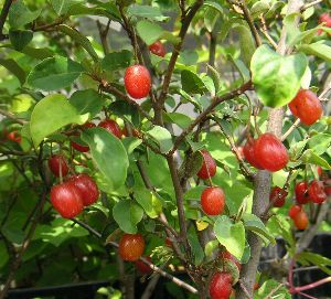 夏グミ（ナツグミ）：果樹苗 ポット植え 苗 苗木 ＊樹高30～50センチ