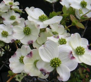 ◆ハナミズキ◆花水木◆クラウドナイン◆純白の花◆つぼみいっぱい◆シンボルツリー◆ 楽天市場】ハナミズキ 白花 クラウドナイン 大苗 花水木 シンボル