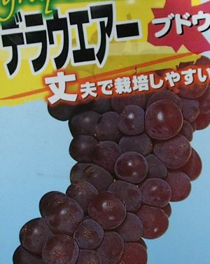 デラウェア（ぶどう挿し木苗）：果樹苗 デラウエア | 日本花卉ガーデン