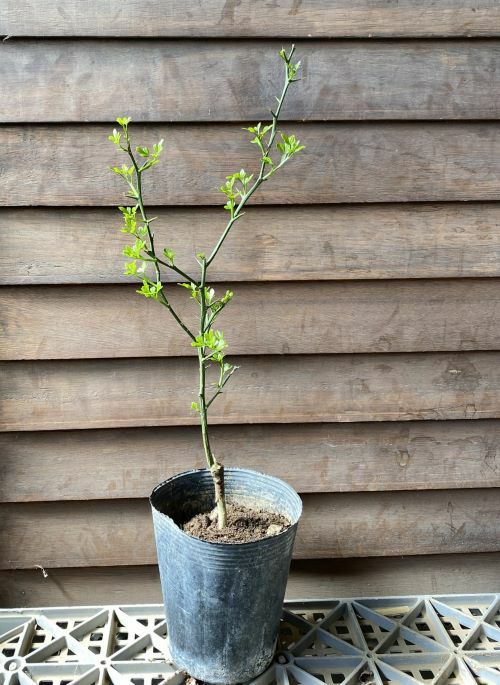 カラタチ（キコク）：果樹苗 ＊穂木が枯れた、台木のカラタチです