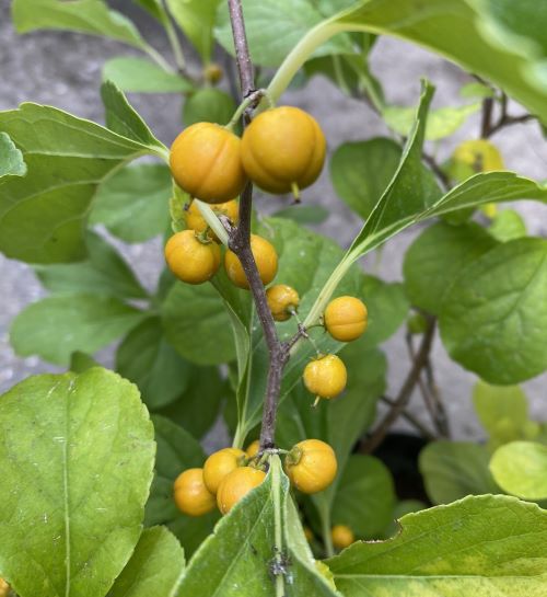 ツルウメモドキ（雌雄同株種） 6寸ポット植え ＊1本で実がなります