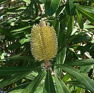 5寸鉢植え】バンクシア インテグリフォリア（コーストバンクシア