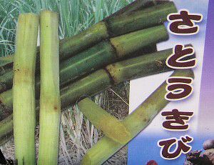 サトウキビ（2ポットセット）：熱帯果樹苗 | 日本花卉ガーデンセンター