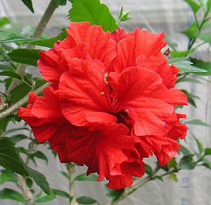 ハイビスカス盆栽　花物　赤花 ハイビスカス レッドカーネーション 5寸鉢植え（赤花八重咲き