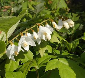 白雲木（ハクウンボク） 苗 苗木 ポット植え | 日本花卉ガーデン