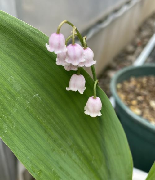 【花苗】ピンクスズラン　2株　ピンク　鈴蘭　根付き苗　ドイツスズラン　桃花 園芸ネット本店｜スズラン：ピンク1芽入り 3号ポット2株セット の通販