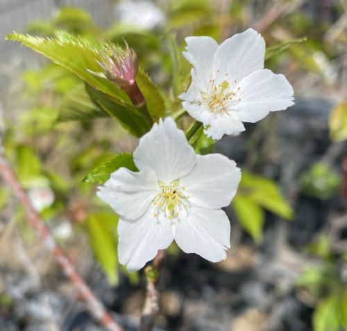 大島桜：オオシマザクラ（桜） 苗木 さくら 苗 サクラ | 日本花卉