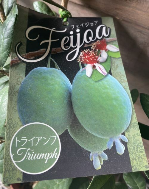 フェイジョア（トライアンフ） 6寸鉢植え ：果樹苗 | 日本花卉