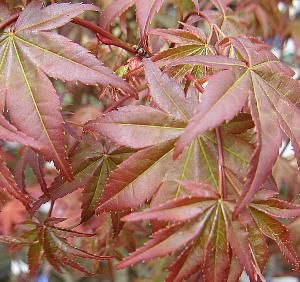 新血汐紅葉（チシオモミジ） | 日本花卉ガーデンセンター(本店)