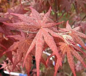 野村紅葉（ノムラモミジ） 接木 4寸鉢植え | 日本花卉ガーデンセンター