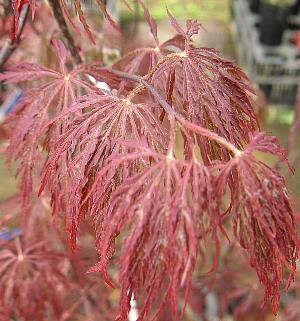 紅枝垂れ紅葉（ベニシダレモミジ） 4寸ポット植え 接ぎ木苗 | 日本