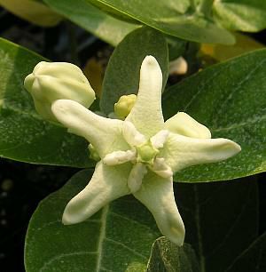 クラウン・フラワー（白花） 5寸鉢植え クラウンフラワー | 日本花卉