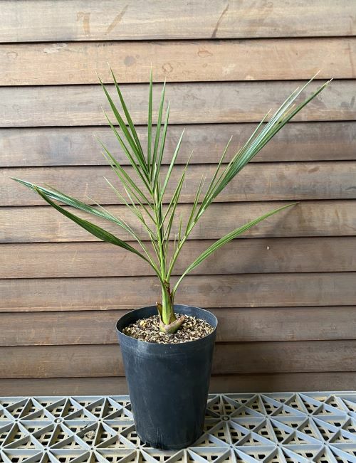 カナリーヤシ（フェニックス） 5寸鉢植え | 日本花卉ガーデンセンター