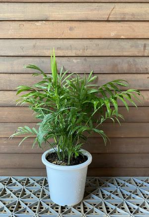 テーブルヤシ（5寸鉢植え） | 日本花卉ガーデンセンター(本店)