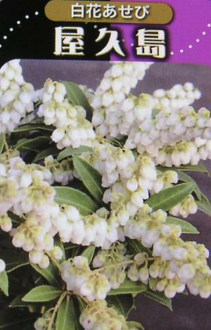 アセビ　白花　/ 74 白花あせび 屋久島 アセビ | 日本花卉ガーデンセンター(本店)
