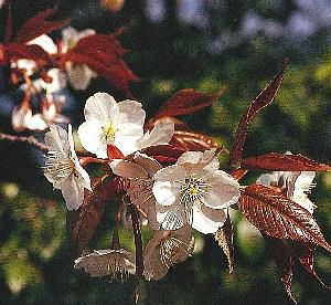 山桜：ヤマザクラ（桜） 苗木 さくら 苗 サクラ | 日本花卉ガーデン