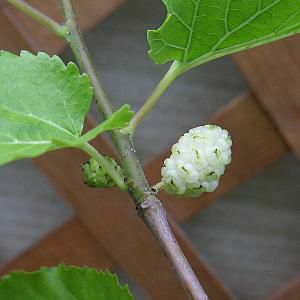 白実桑（ホワイトマルベリー） 3寸ポット植え 挿し木 ：果樹苗 ＊樹形