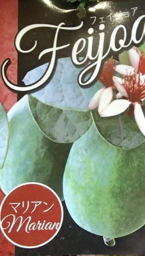 6寸鉢植え】 フェイジョア（マリアン）：果樹苗 | 日本花卉ガーデン