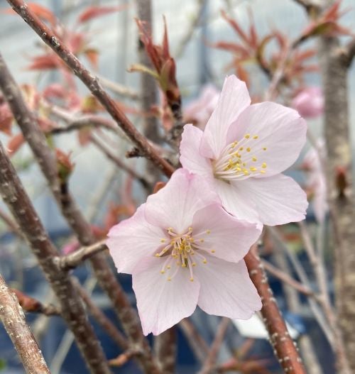 仙台屋桜：センダイヤザクラ（桜） 苗木 さくら 苗 サクラ | 日本花卉