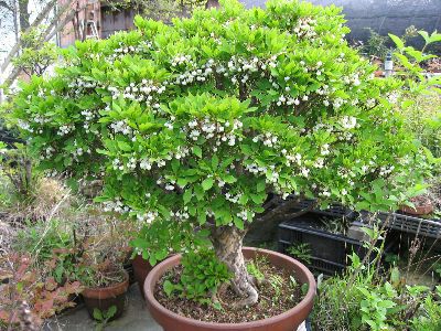 ツクモドウダンツツジ 苗 苗木 3寸ポット植え 樹高10センチ程度