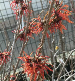 赤花万作（マンサク） ディアヌ（接木） | 日本花卉ガーデンセンター(本店)