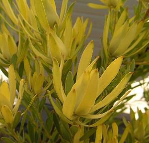 リュウカデンドロン イエローデビル（鉢植え） リューカデンドロン