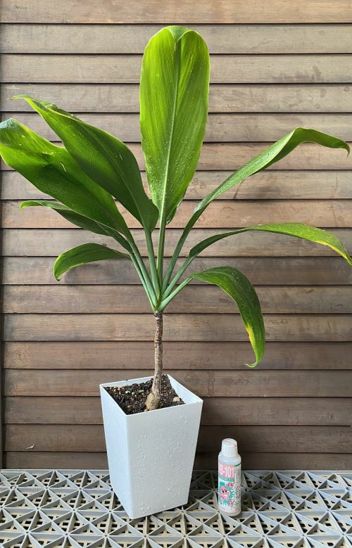 ティ・リーフ（ティーリーフ） 6寸スクエア鉢植え テイーリーフ | 日本