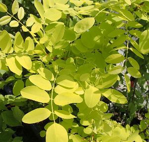 黄金葉ニセアカシア フリーシア 5～6寸ポット植え ＊樹形様々です