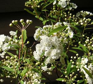 八重咲きコデマリ（こでまり） 3寸ポット植え | 日本花卉ガーデン