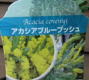 アカシア ブルーブッシュ 4寸ポット植え | 日本花卉ガーデンセンター
