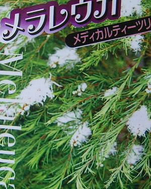 メラレウカ メディカルティーツリー 5寸ポット植え | 日本花卉ガーデン